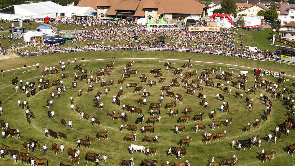Bei Seignelégier JU, bekannt für seinen Pferdeumzug, bebte die Erde. (Archivbild)
