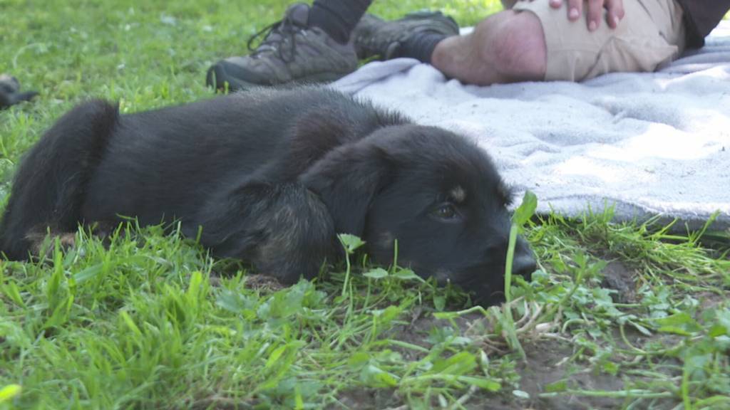 Ganzer Rottweiler-Wurf in OW vermittelt