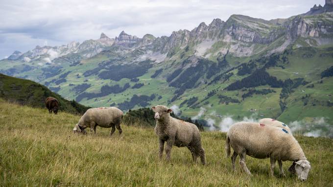 Bauer entdeckt in Unterschächen gerissenes Schaf