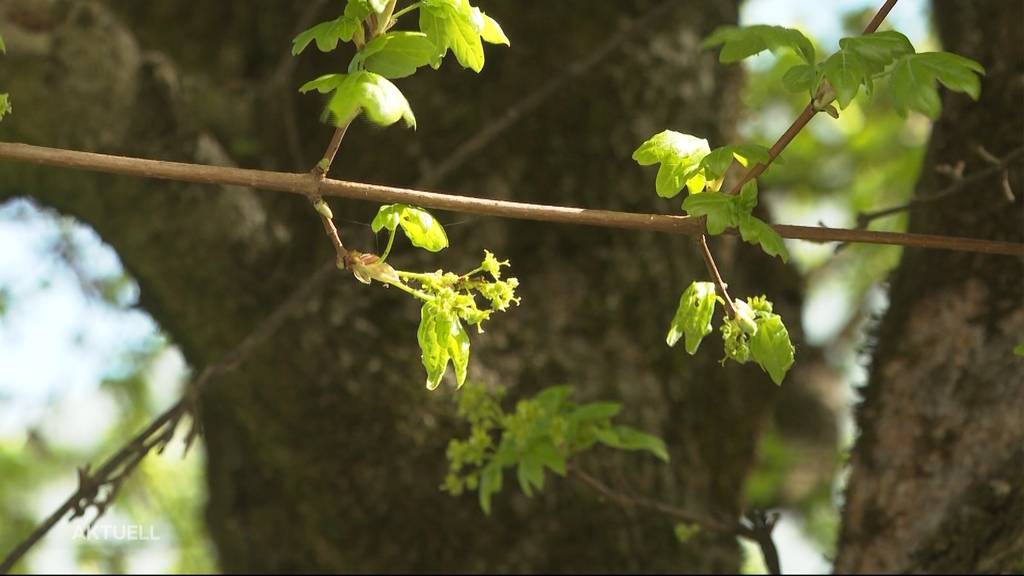 Pollen-Alarm