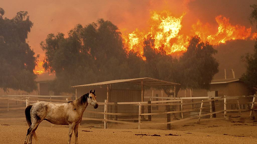 dpatopbilder - Die Flammen des «Mountain Fire» in Kalifornien in der Nähe einer Farm. Foto: Noah Berger/AP/dpa