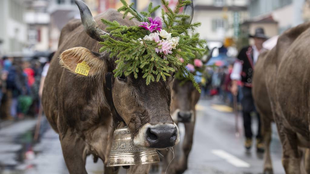 Verfolge die Entlebucher Alpabfahrt in Schüpfheim