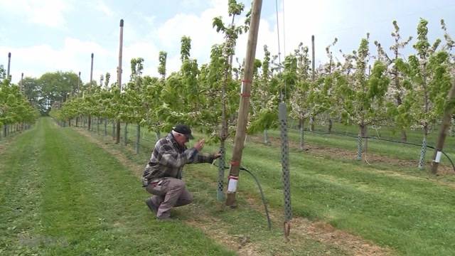 Frost bringt Bauern ins Schwitzen