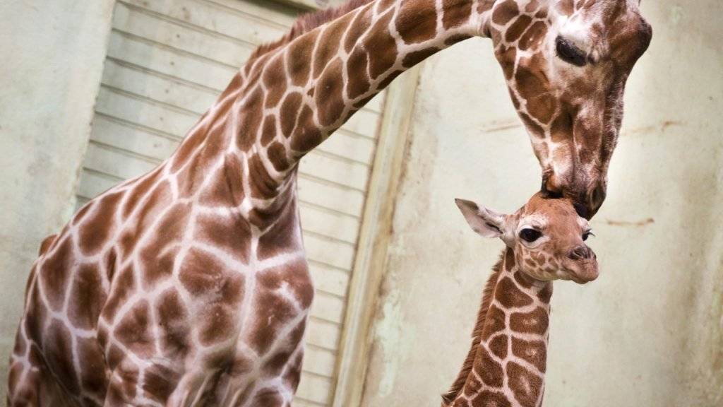 Giraffen kann man in Knie's Kinderzoo in Rapperswil bewundern. (Archivbild)