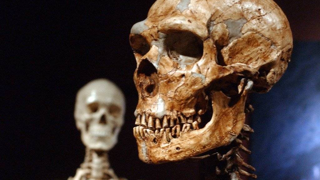 Der Austausch mit dem Neandertaler (Skelettnachbidung rechts im Bild) hat zur Evolution des Immunsystems des modernen Menschen (Hintergrund) beigetragen. (Archiv)