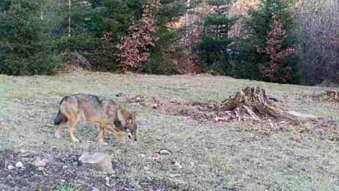 Wolfsrisse in der Ostschweiz: Es war jeweils M135