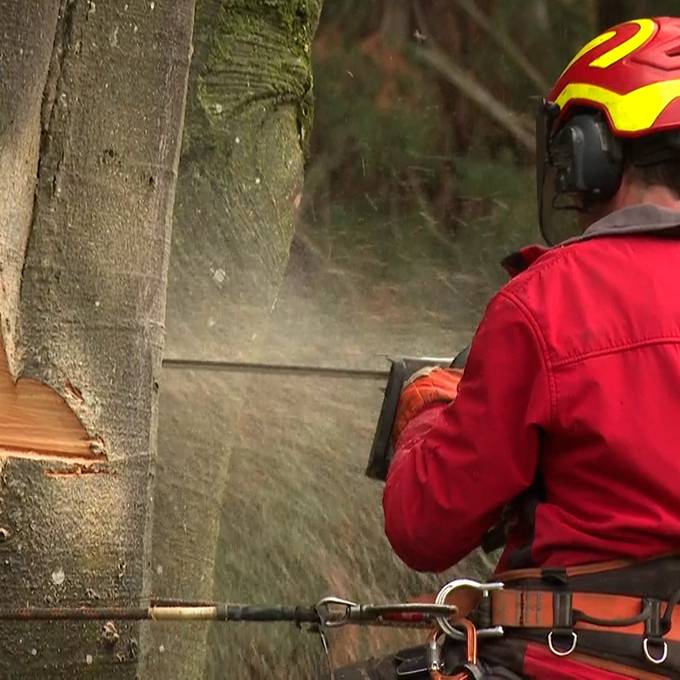 Hier verschwindet ein Stück Geschichte aus dem Kurpark Baden