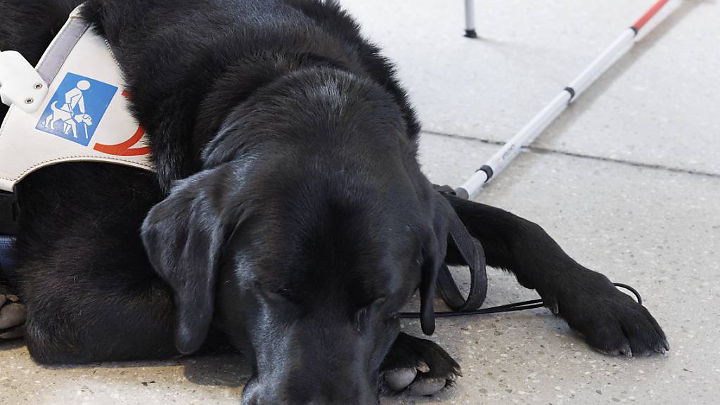 Blindenhunde sind in Luzern bereits von der Hundesteuer befreit. (Archivbild)