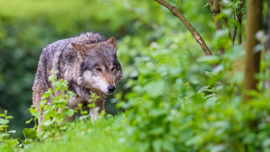 Im Linthgebiet wurde der erste Wolf überhaupt gesichtet. (Symbolbild)