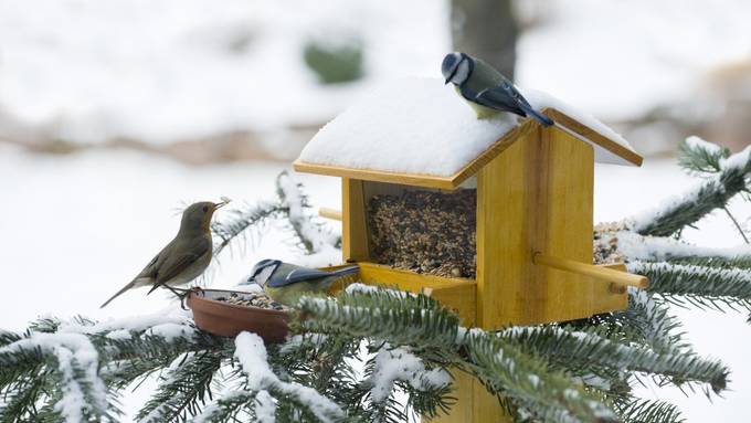 Vögel füttern im Winter: Sinn oder Unsinn?