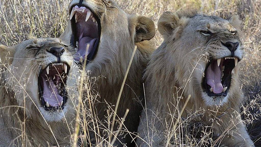 Zieht die Kritik von Tierschützern auf sich: Südafrika erlaubt den Export von bis zu 800 Löwenskeletten. (Archivbild)