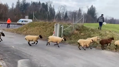 Zuger Polizei fängt ausgebüxte Schafe ein