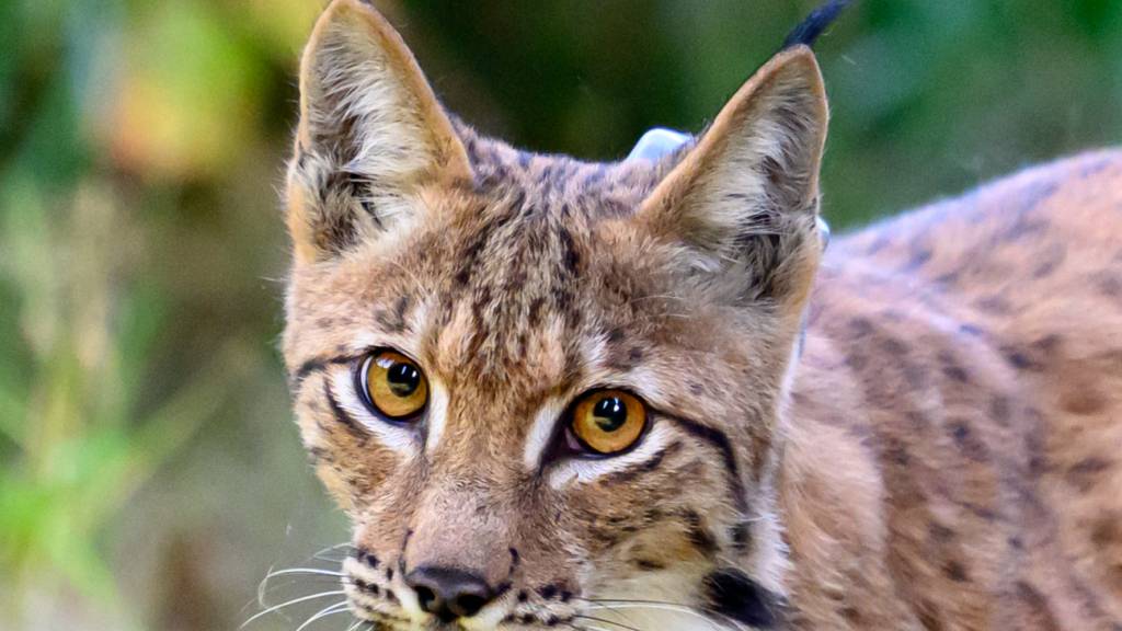 Zwei Luchse sollten nach versehentlichen Abschüssen von drei Artgenossen durch einen Wildhüter in Graubünden ausgesetzt werden. Die SVP stoppte das Vorhaben, die Regierung hält aber daran fest. (Archiv)