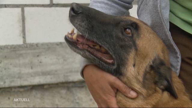 Verzweifelter Kampf für Hundepension