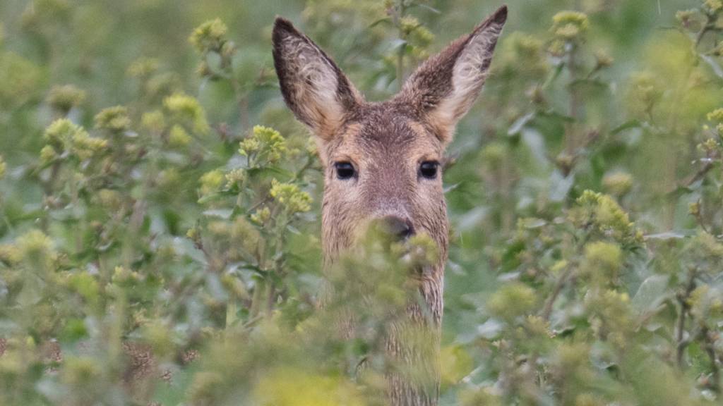 Waldverbände sehen Wald-Verjüngung wegen zu viel Wild in Gefahr