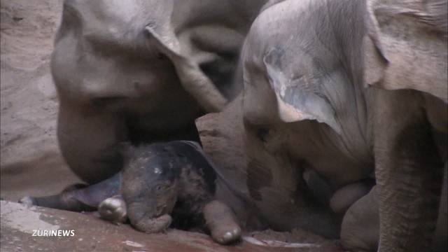 Elefantengeburt: Omysha verzaubert Zoobesucher