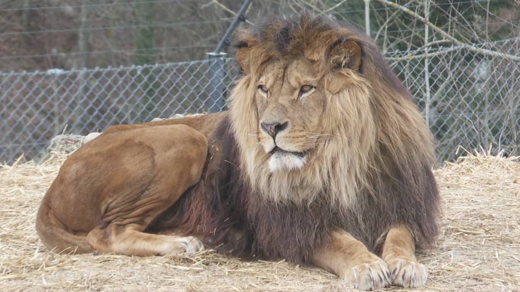 Fast 300'000 Gäste – Walter Zoo knackt Besucherrekord