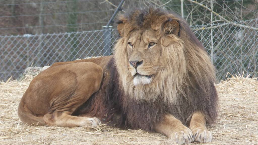 Besucherrekord im Walter Zoo