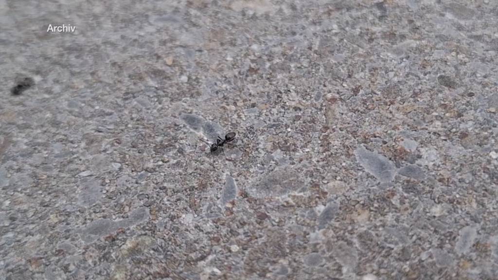 Ameisen-Alarm: Rebstein kämpft gegen invasive Insekten