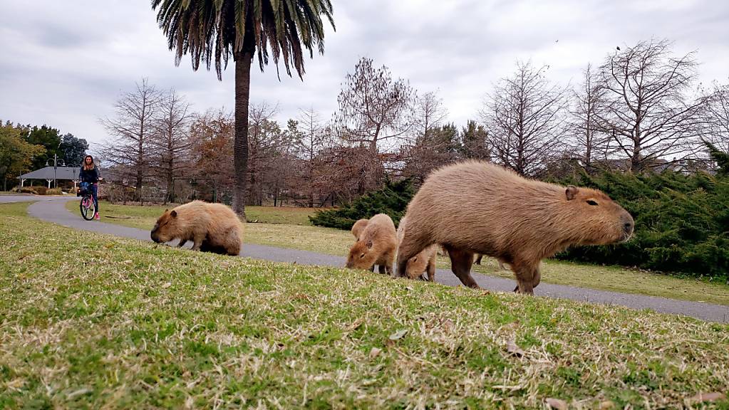Auf diesem vom Nachbarschaftsverband Nordelta zur Verfügung gestellten Bild beobachtet eine Radfahrerin grasende Wasserschweine. In dem exklusiven Wohnviertel nördlich der argentinischen Hauptstadt Buenos Aires sind Hunderte Wasserschweine eingefallen.