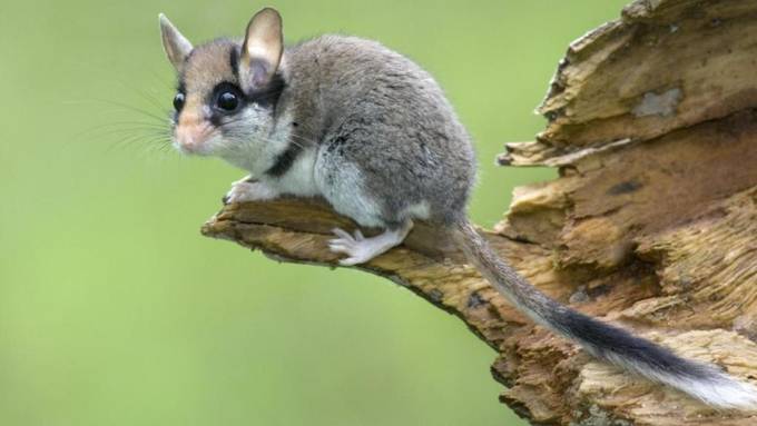 Verbreitung wildlebender Säugetiere wird neu erfasst