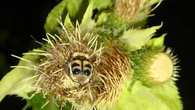 Licht in der Nacht stört nachtaktive Insekten