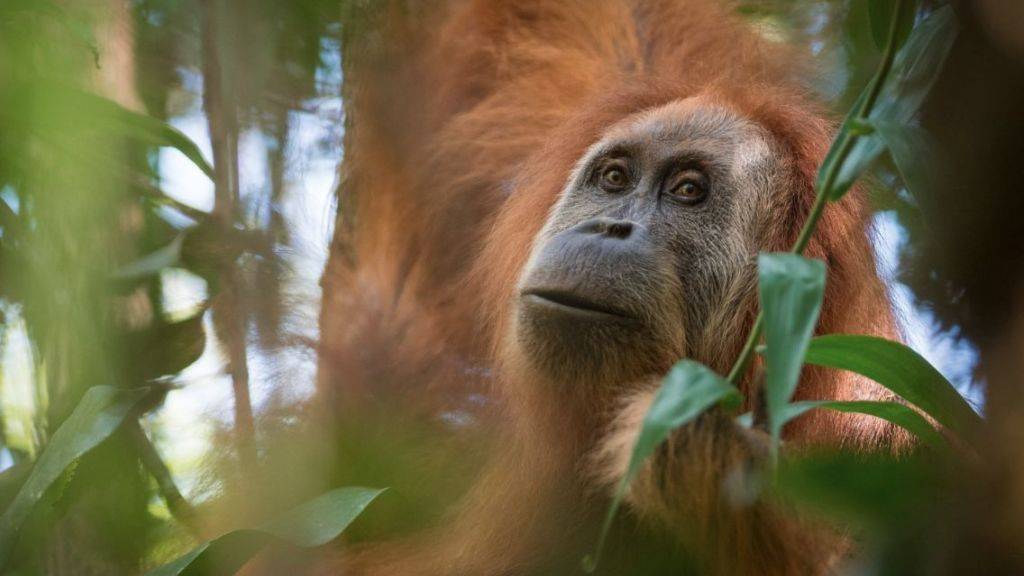 Nur rund 800 Exemplare existieren von der neu beschriebenen Orang-Utan-Art. Das macht sie zum am stärksten bedrohten Menschenaffen.