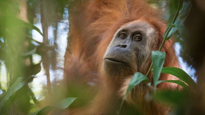 Zürcher Forscher entdecken neue Orang-Utan-Art