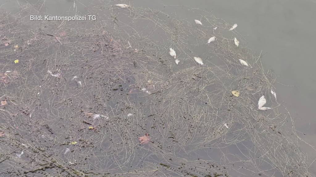 Thurgauer Fischsterben: Mehrere hundert Tiere verenden über den Sommer