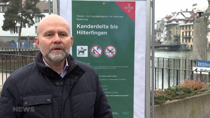 Thun verbietet Vogelfütterung zum Schutz der Tiere