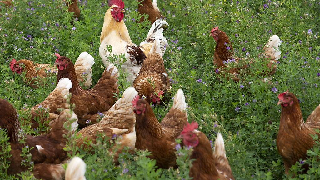 Vogelgrippe am Bodensee - Geflügelhalter müssen handeln