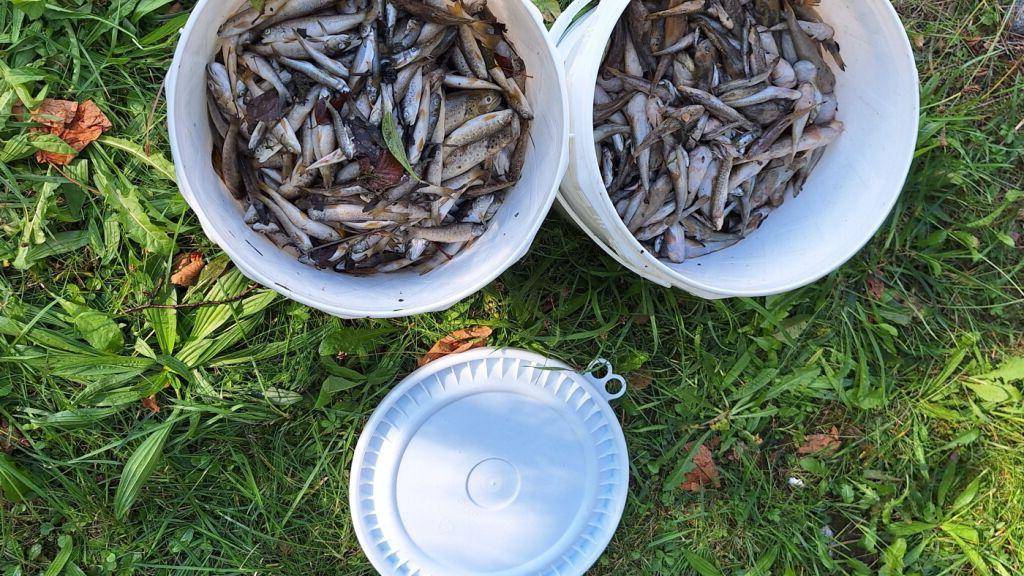 Rund 1000 tote Fische mussten aus der Glatt gefischt werden.