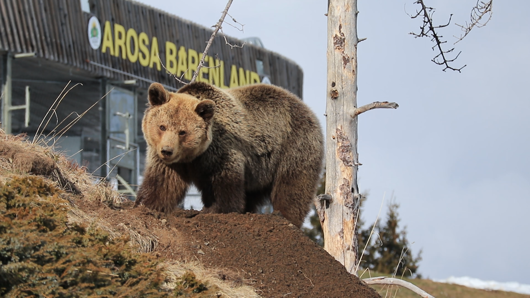 Arosa Baerenland 