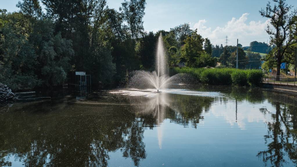 Mehrere hundert Fische sterben in einem St. Galler Weiher