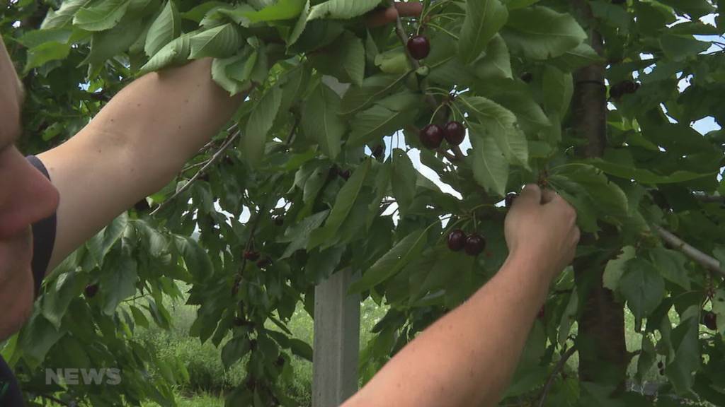 Die Kirschen sind heuer besonders aromatisch