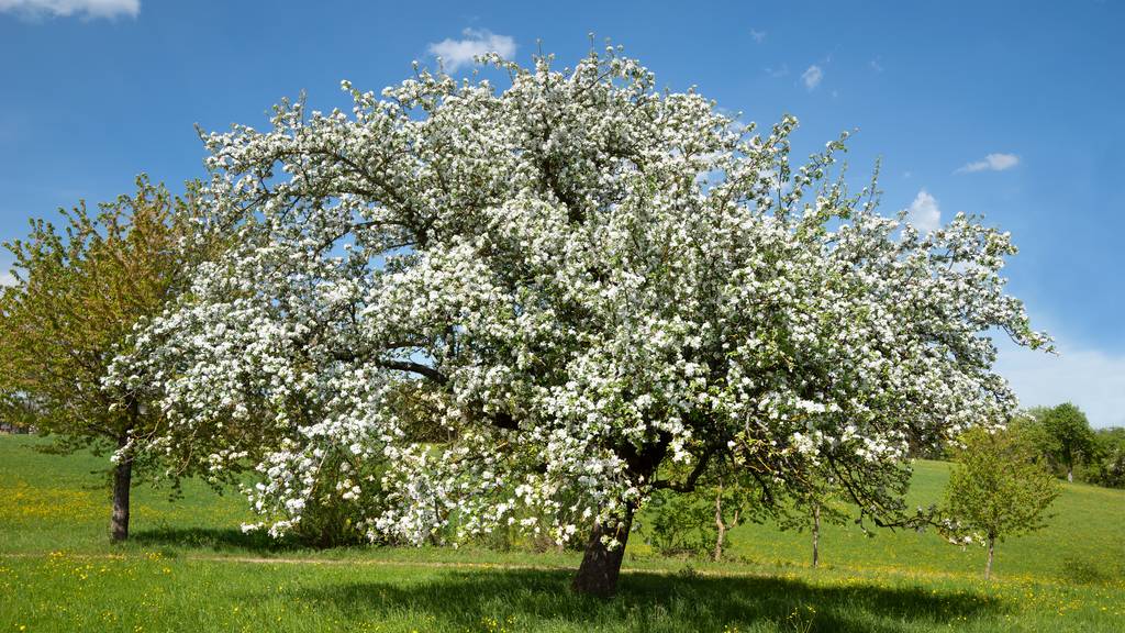 Ein Apfelbaum wie dieser war im vergangenen Frühling ein seltenes Bild. Die Wetterbedingungen vermiesten den Apfelbäumen die Blütezeit.