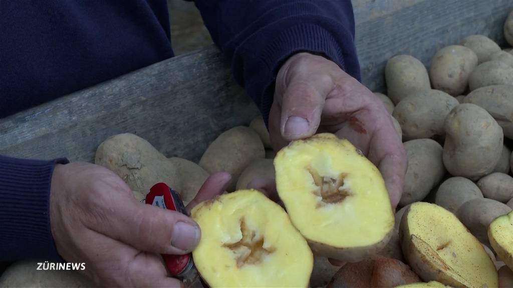 Kartoffelbauern beklagen hohe Ernteausfälle nach Hagel und Unwetter