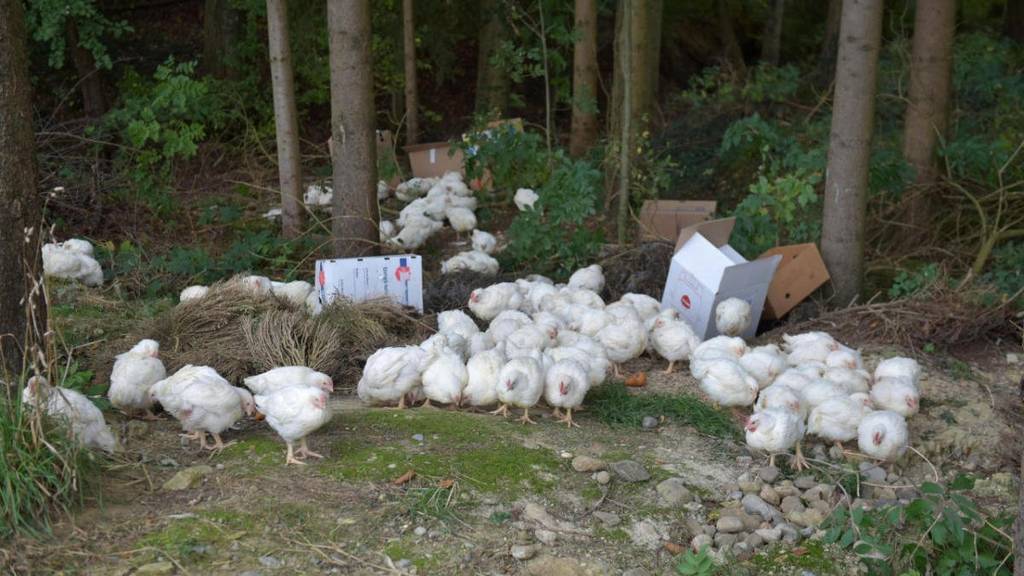 Die jungen Hühner wurden vom Täter in Oktober 2015 im Wald bei Happerswil ausgesetzt.