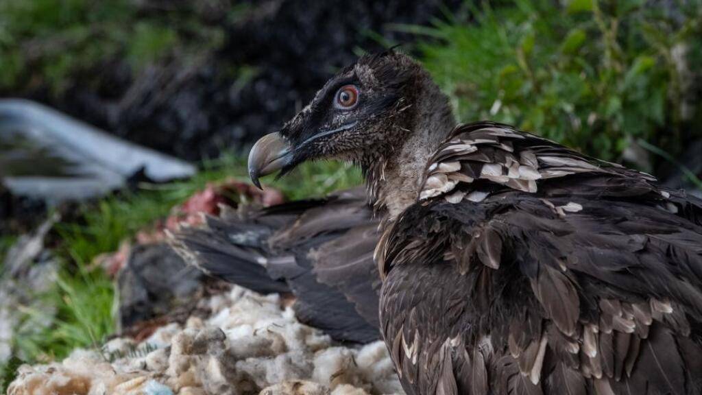 Den Namen Gaia hat der weibliche Bartgeier durch einen Namenswettbewerb erhalten.