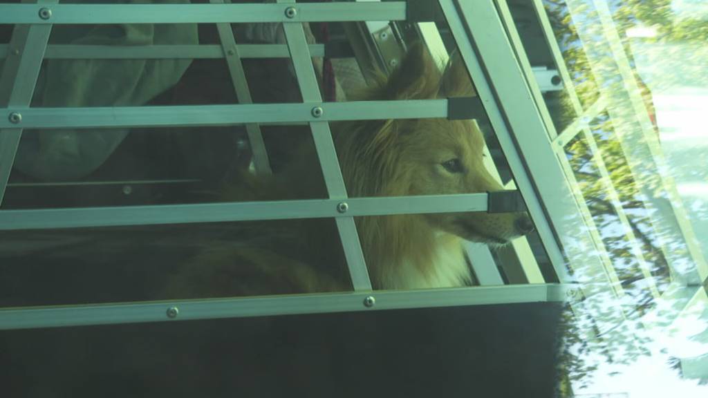 Hunde im geschlossenen Auto: Tödliche Hitzefalle für Vierbeiner