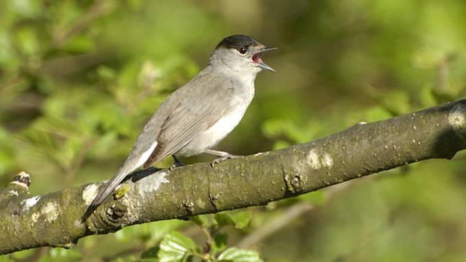 Schweizer Bevölkerung soll Vögel zählen