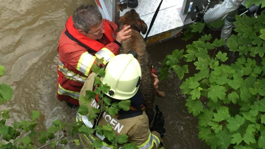Erst nach 45 Minuten gelingt es den Feuerwehrleuten, den «völlig verängstigten Hund» aus dem Hubrettungsfahrzeug in Sicherheit zu bringen.