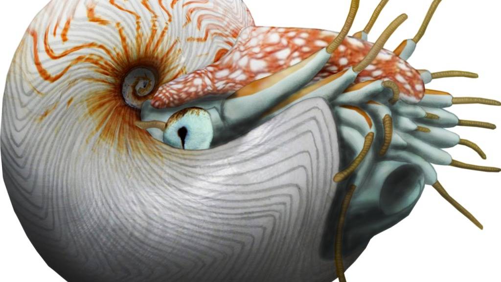 Künstlerische Darstellung des Perlboots, das vor rund 100 Millionen Jahre in der Kreidezeit durch die Meere schwamm.