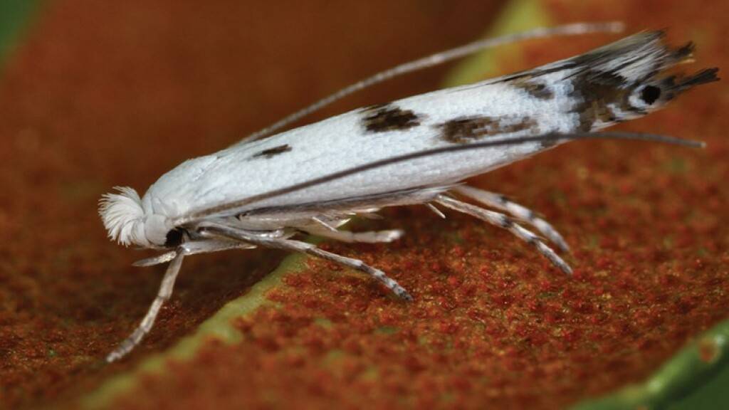 Lyonetia ledi auf einem Alpenrosen-Blatt in Ardez im Engadin. Es ist die erste bekannte Schmetterlingsart, deren Raupen auf die hochgiftige Alpenrose spezialisiert sind. Mitentdecker ist der Ilanzer Jürg Schmid (zVg)