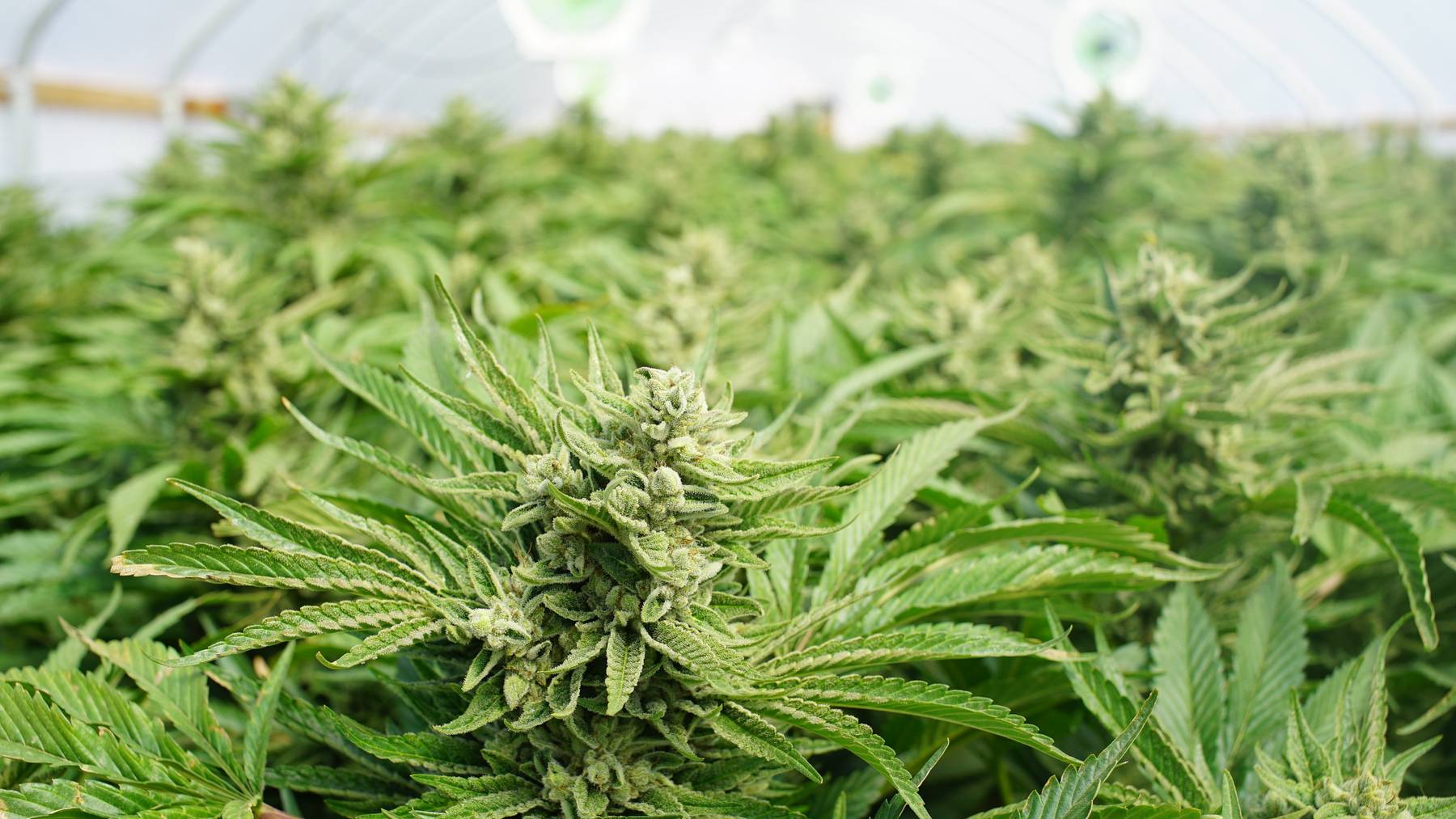 In Lustenau stellte die Polizei 450 Cannabispflanzen sicher.