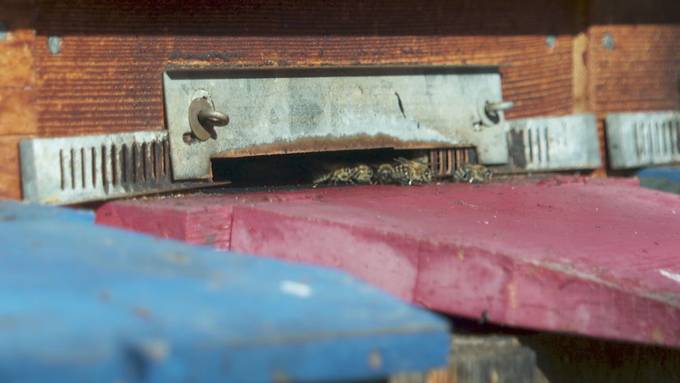 Fake-Honig: Ostschweizer Imker zum gestreckten Honig aus dem Ausland