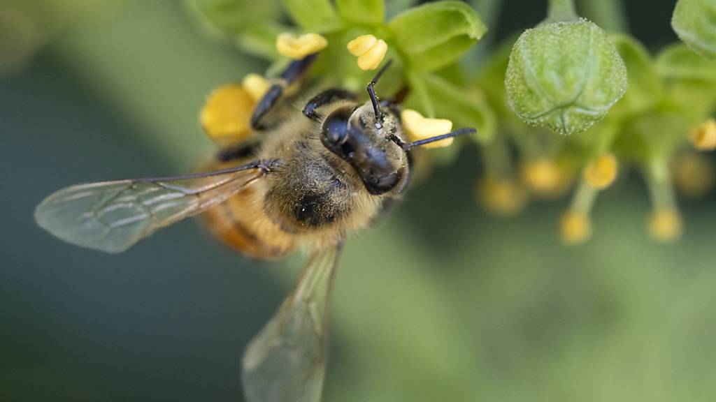 Neue Erkenntnisse zur Darmflora von Bienen könnten Aufschluss darüber geben, warum diese Insekten so verwundbar sind. (Archivbild)
