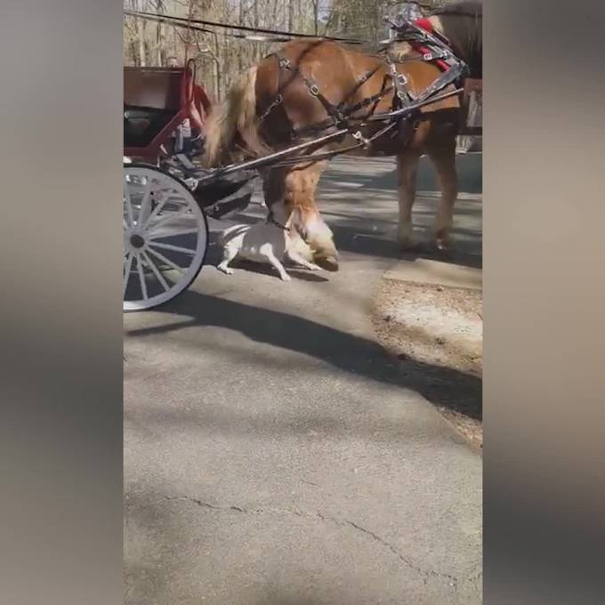 Pitbull attackiert Pferd während Kutschenfahrt