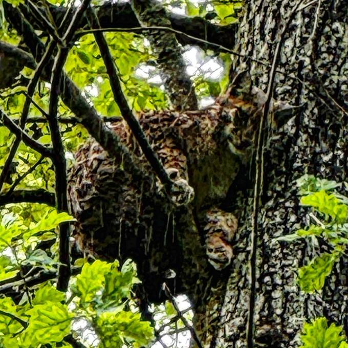 Feuerwehr rettet ausgebüxten Luchs aus Baumkrone