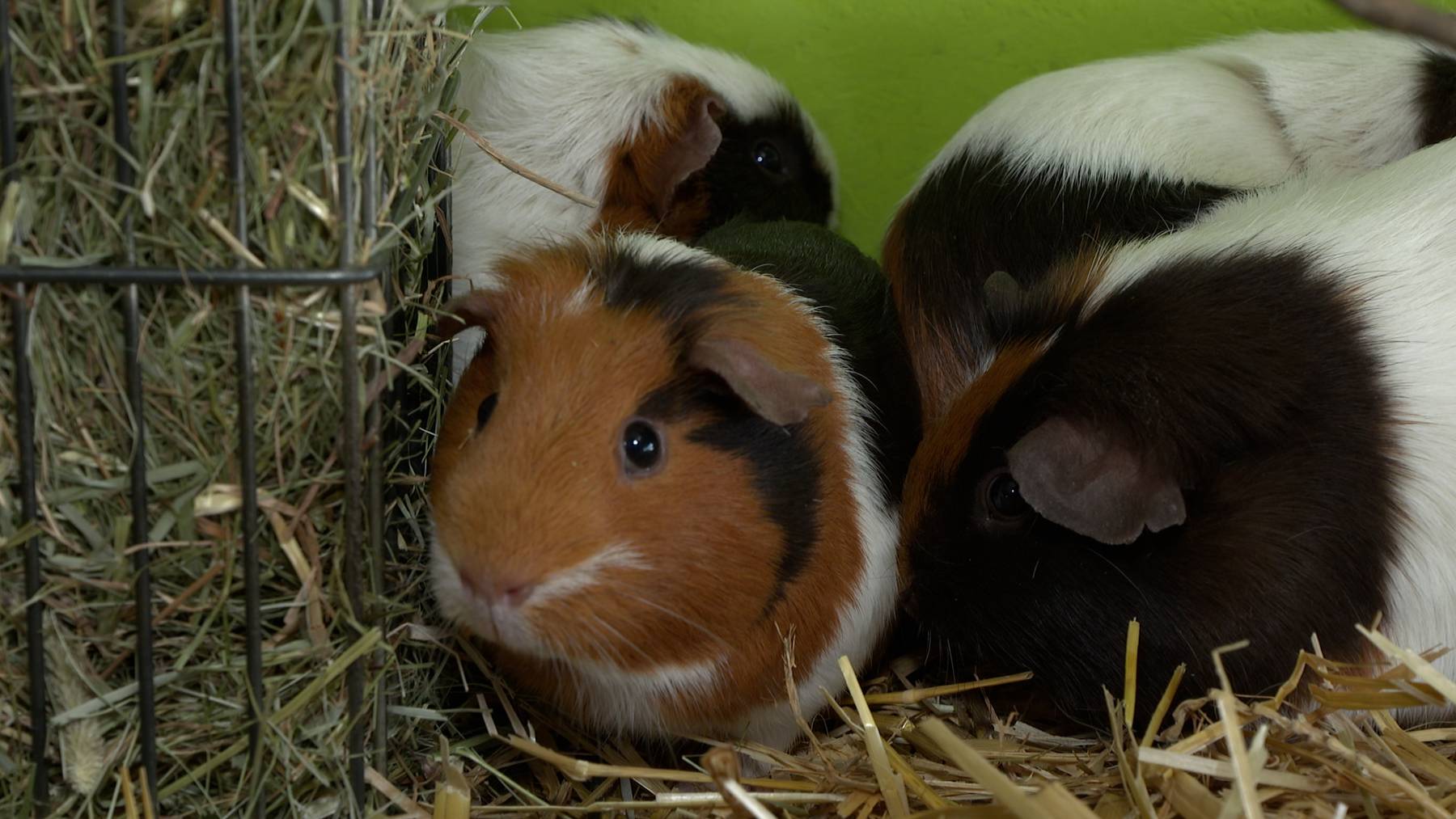 Meerschweinchen